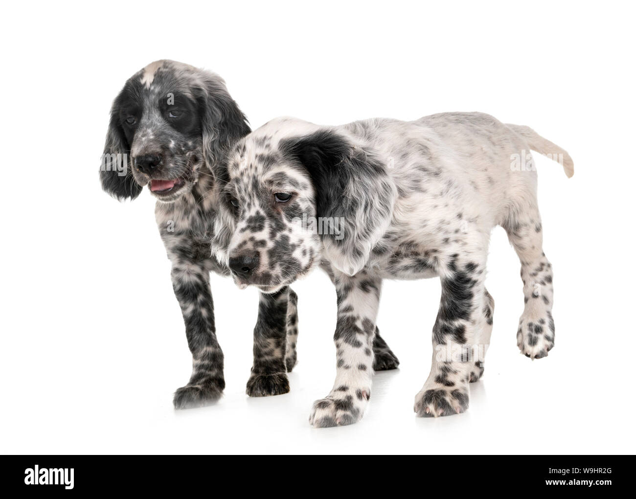 puppy english setter in front of white background Stock Photo - Alamy
