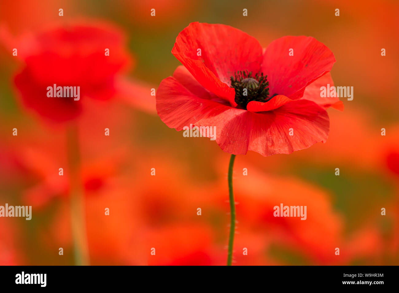 Red Poppies in a poppy field at sunset Stock Photo