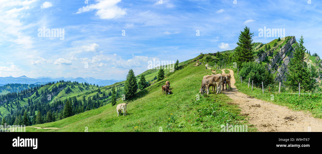 Relaxed herd of cows on meadow at a sunny morning Stock Photo - Alamy
