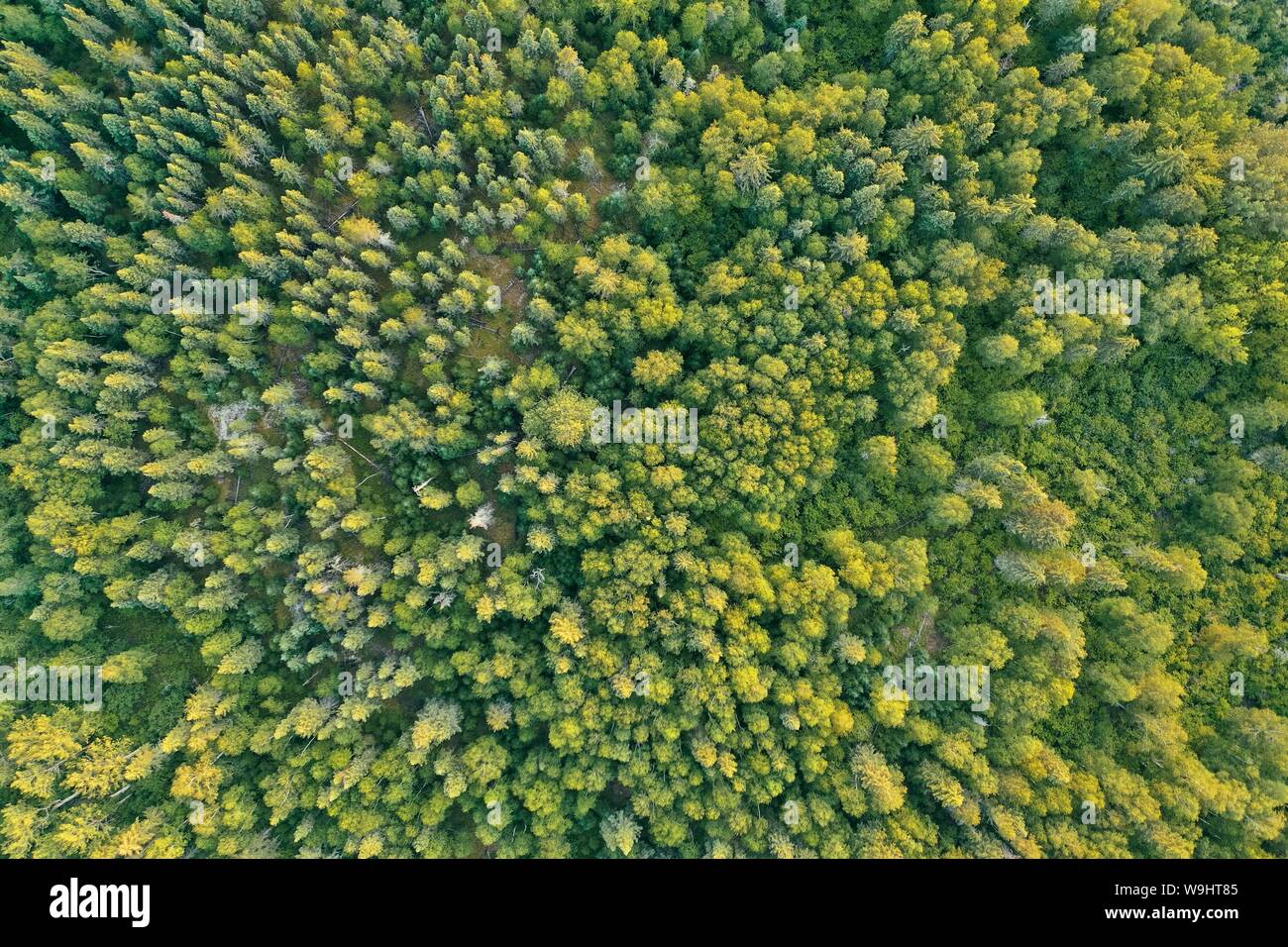 Aerial top down shot deforestation hi-res stock photography and images ...