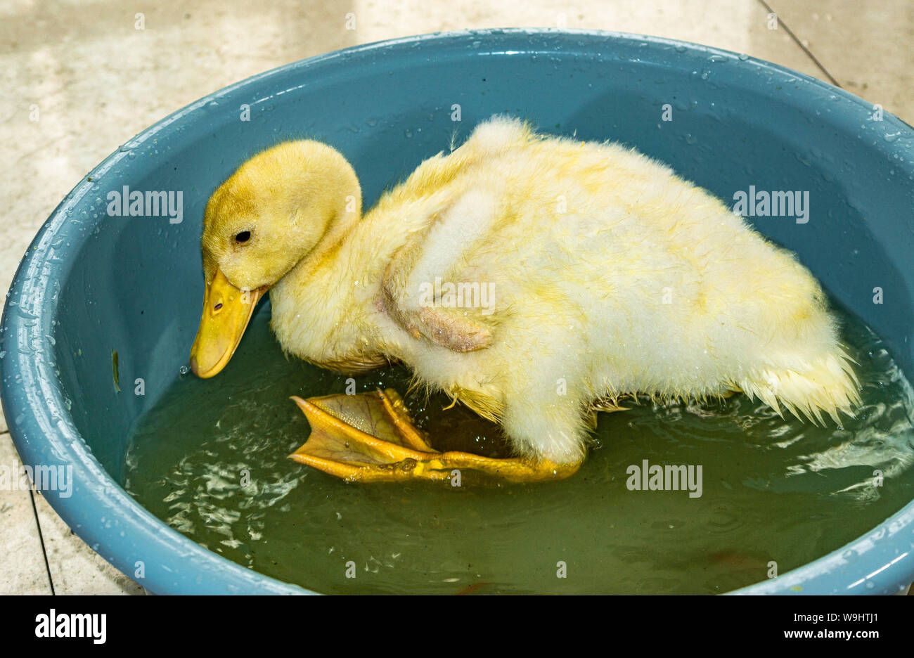 Pet duckling takes a bath in blue tub Stock Photo - Alamy