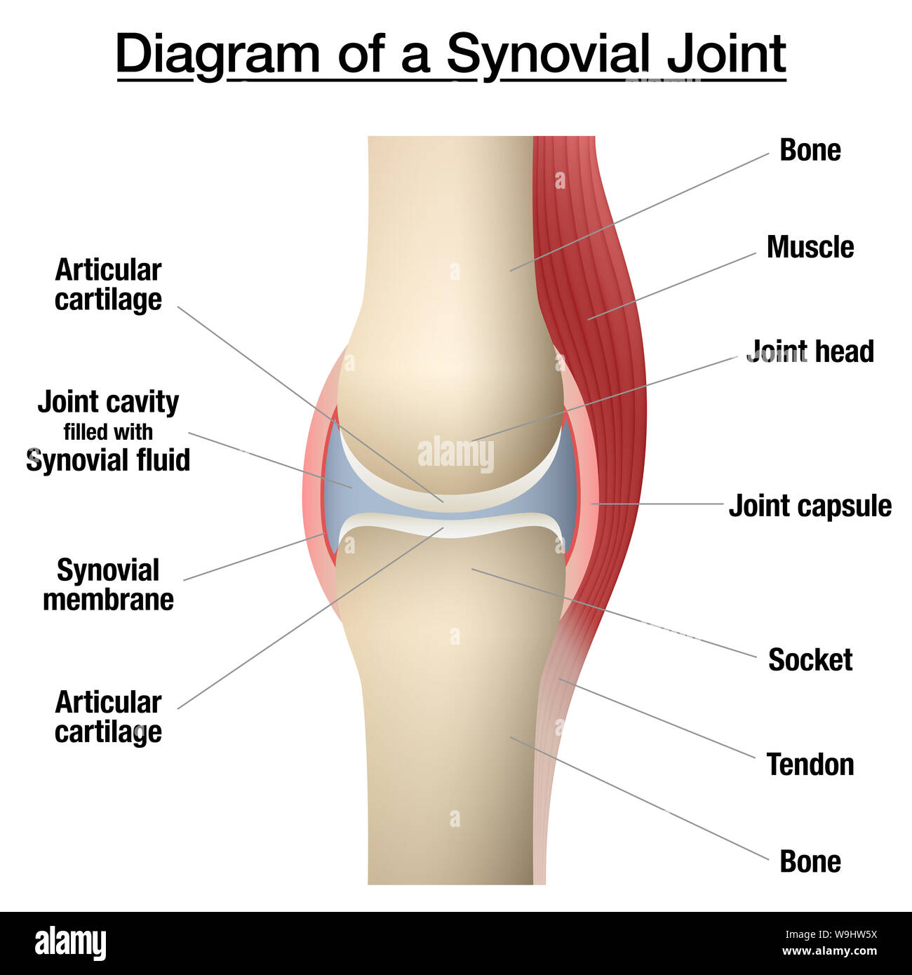 Synovial joint chart. Labeled anatomy infographic with two bones, articular cartilage, joint cavity, synovial fluid, muscle and tendon. Stock Photo