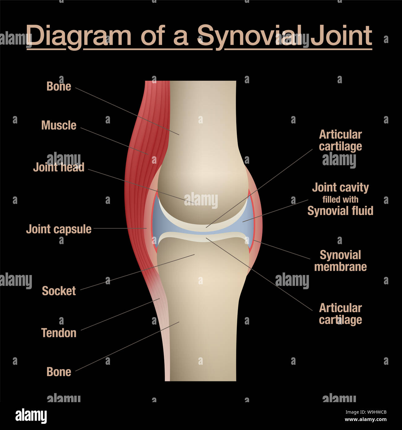 Synovial joint diagram. Labeled anatomy chart with two bones, articular cartilage, joint cavity, synovial fluid, muscle and tendon. Black background. Stock Photo