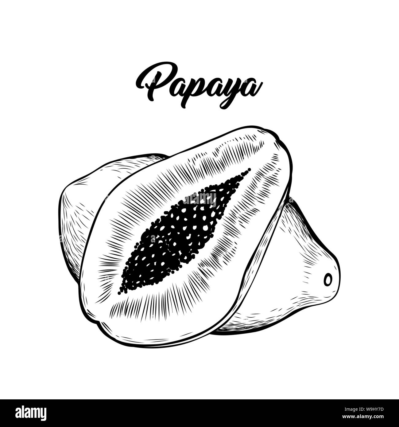 Papaya hand drawn vector illustration. Delicious exotic fruit, sweet tropical food with lettering. Vegetarian dessert, natural juice ingredient ink pen drawing. Vitamin diet banner design element Stock Vector