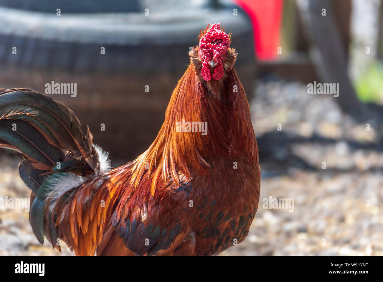 Bantam cockerel hi-res stock photography and images - Alamy