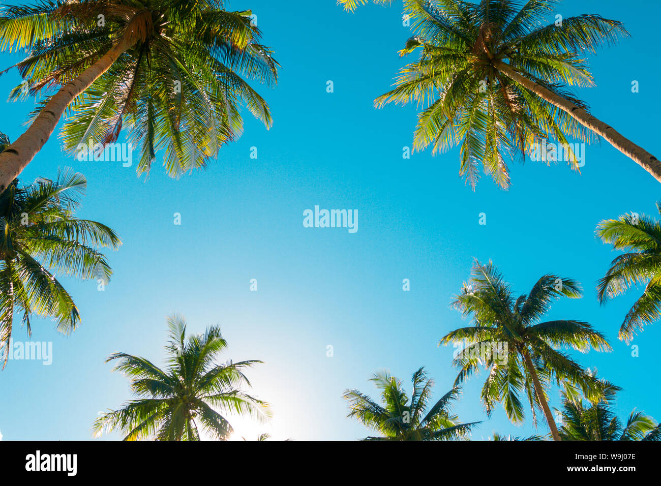 A forest of palm trees on a sunny day Stock Photo