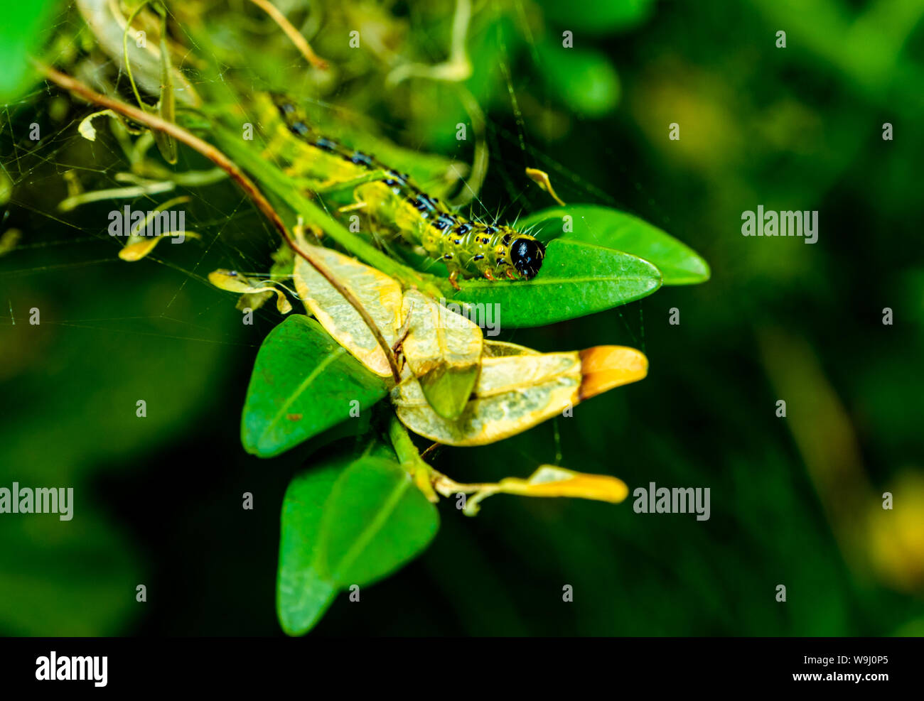 Box tree caterpillar eating the green leave of a box hedge and destroying the box tree pest