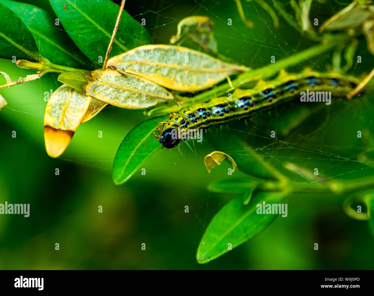 Box hedge caterpillar hires stock photography and images Alamy