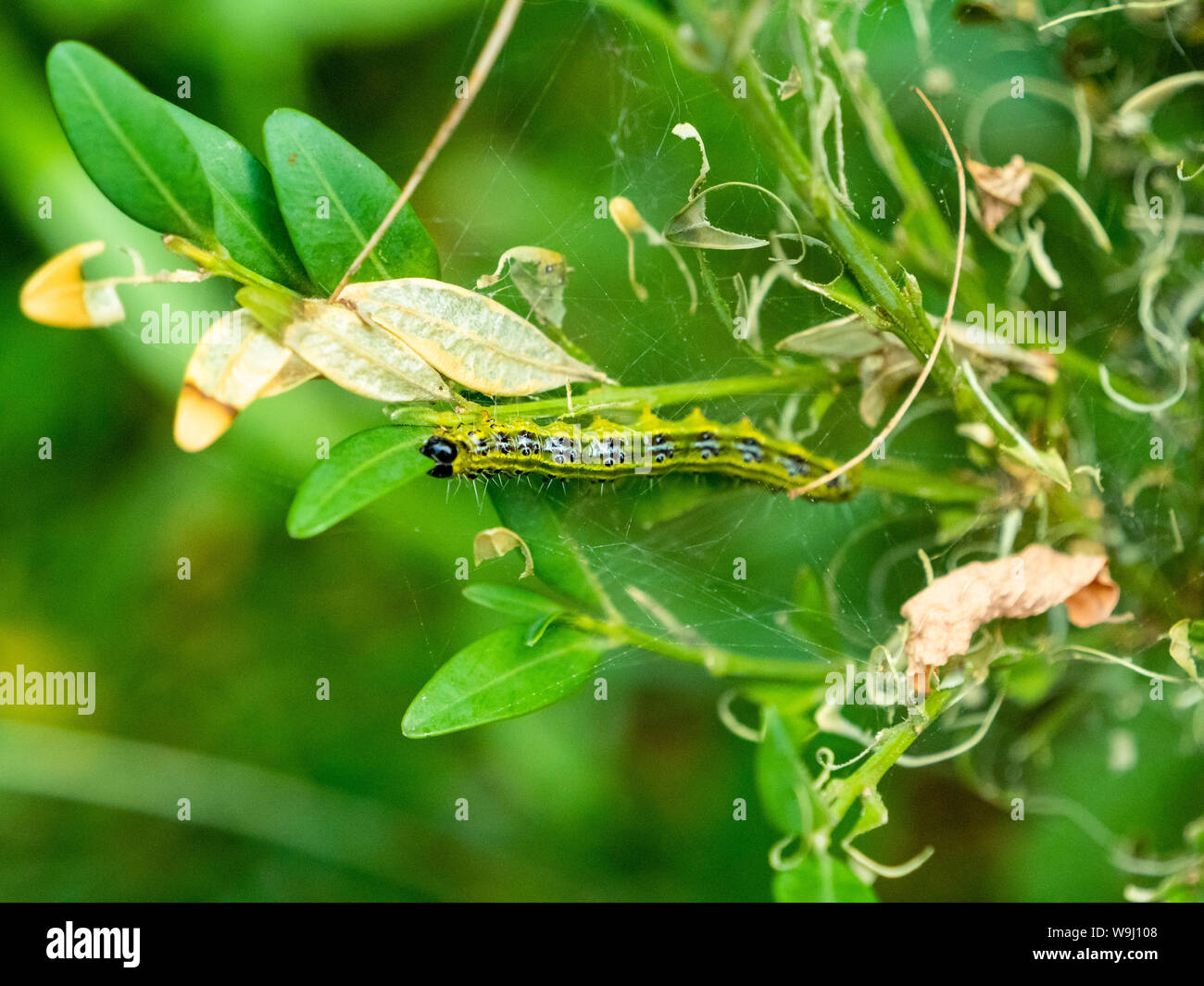 Box tree caterpillar eating the green leave of a box hedge and destroying the box tree - pest control, insects, destruction, invasion Stock Photo