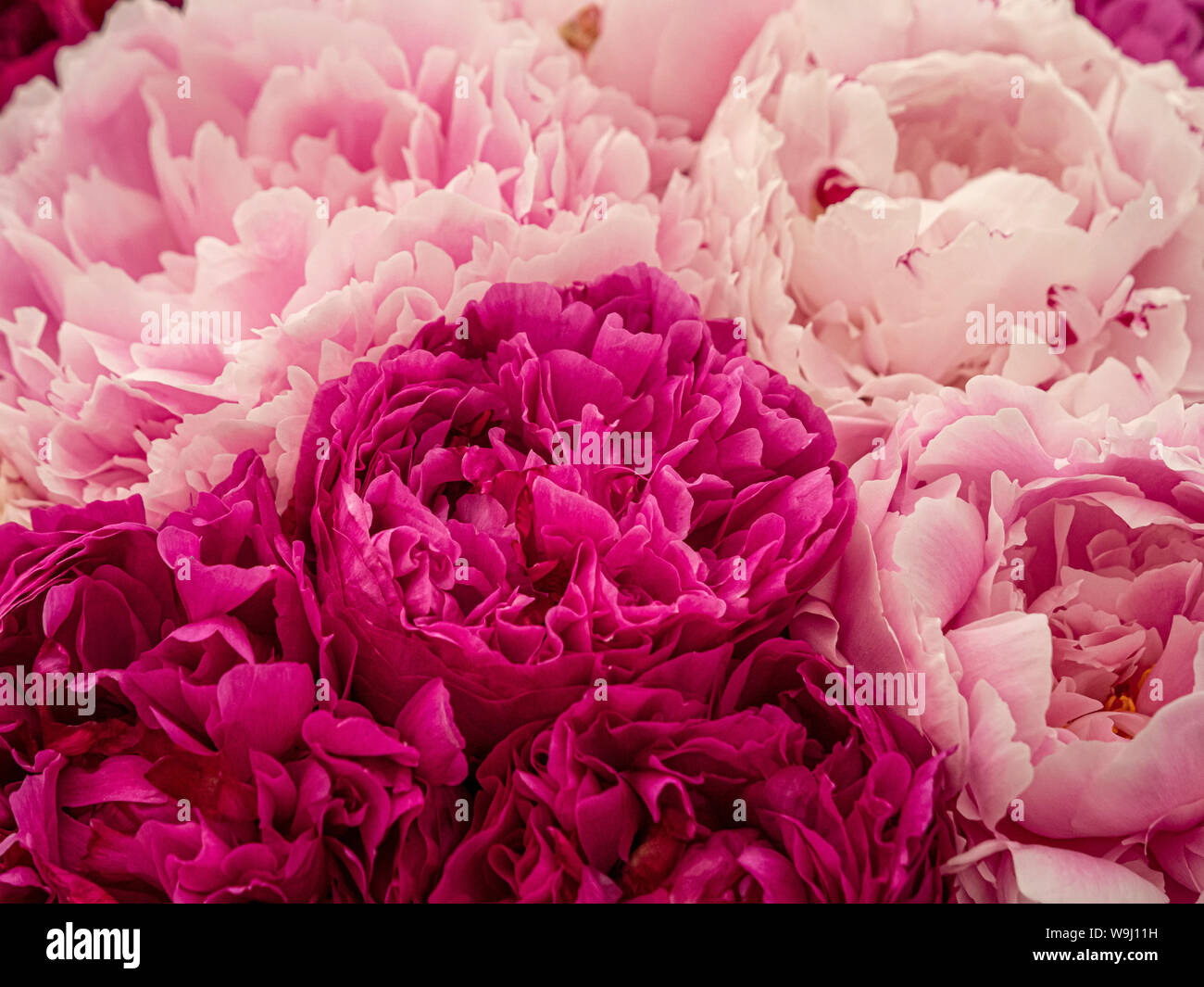 Close up of pink peony flowers Stock Photo