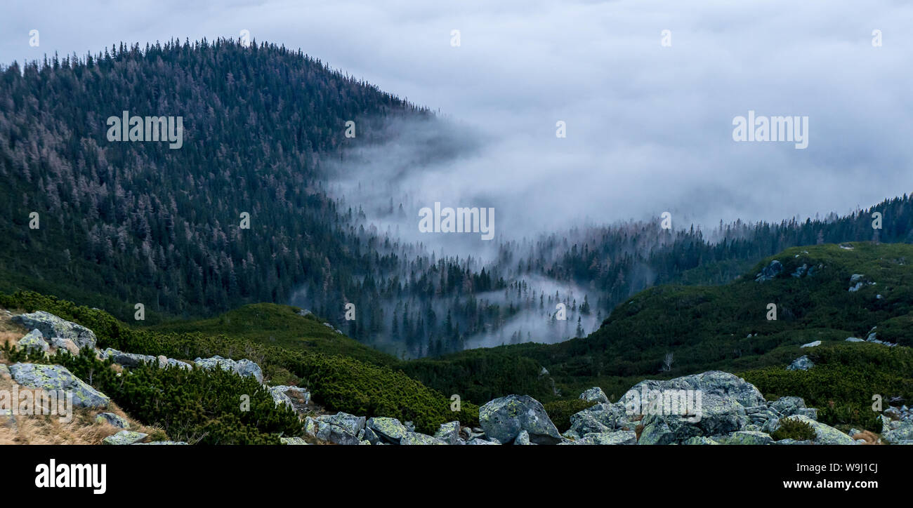 Forest covered with fog and clouds. View of the mountain valley from ...