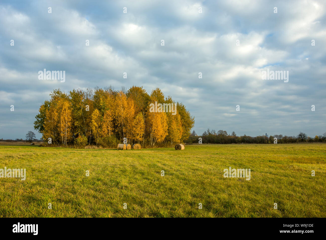 Autumn trees in the meadow and cloudy sky Stock Photo - Alamy