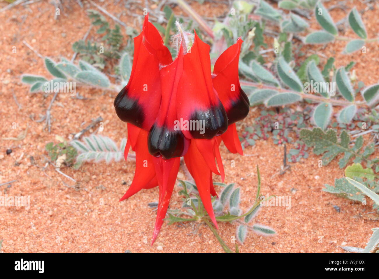 Desert Red Australian Wildflower Sturt Desert Pea Stock Photo