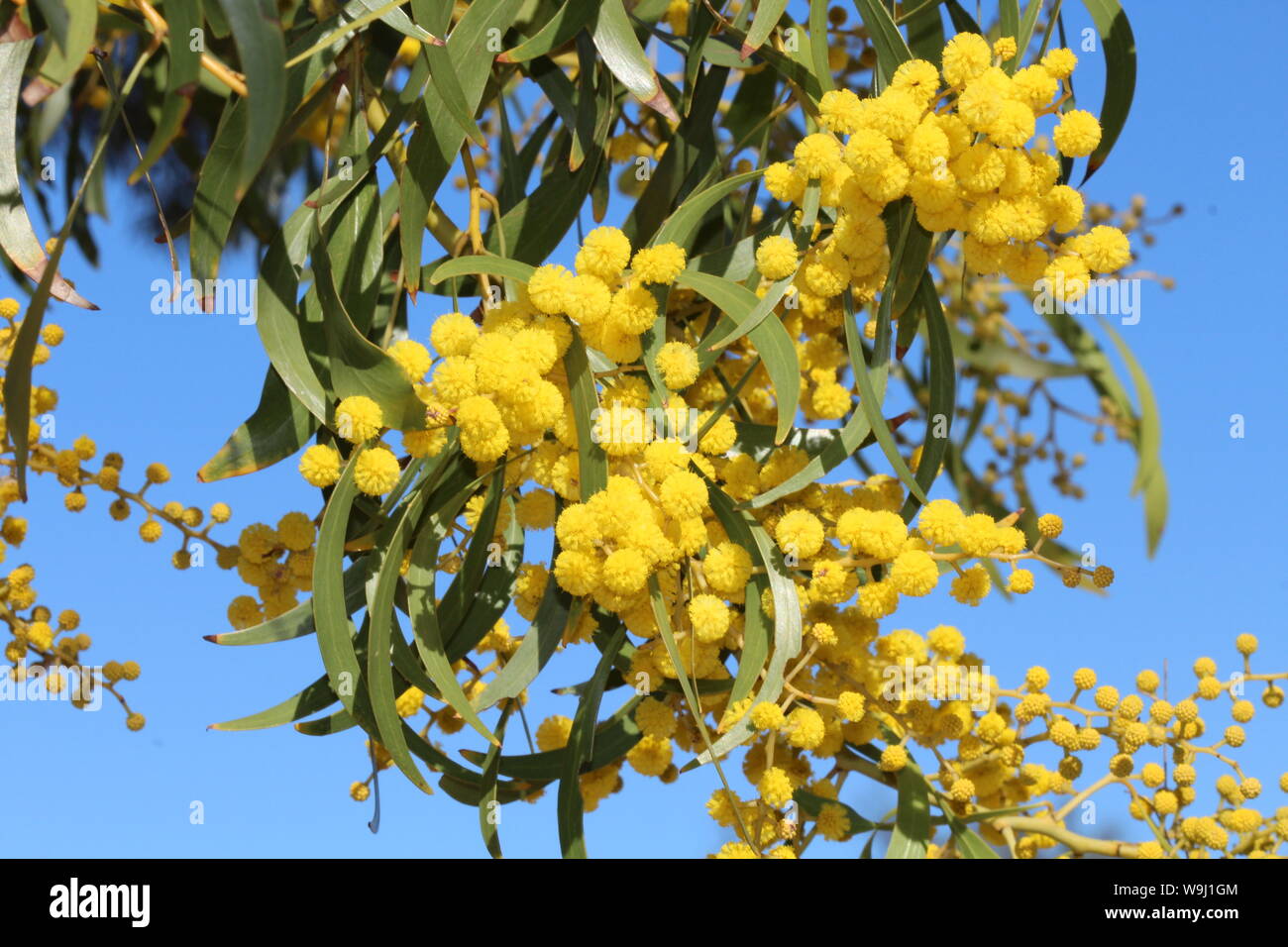 Australian Emblem Wattle Acacia Pycnantha Stock Photo