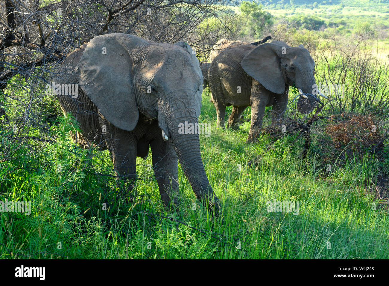Africa, South Africa, African, Pilanesberg, National Park, elephant, 30074525 *** Local Caption ***  Africa, South Africa, African, Pilanesberg, Natio Stock Photo