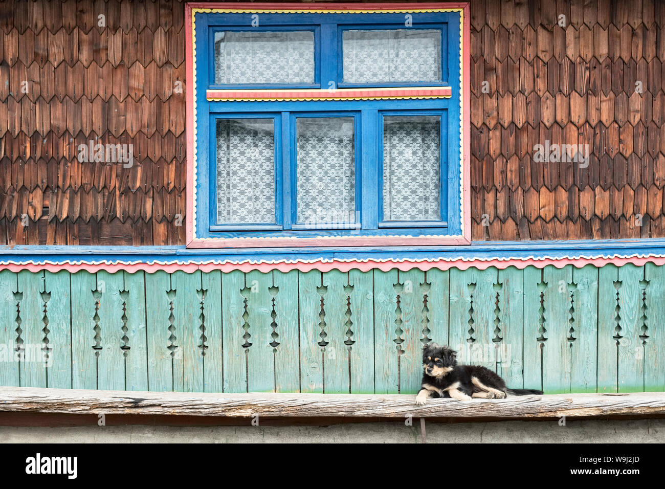 Săpânța, Maramureş, Romania. A Bucovina Shepherd Dog puppy outside a typical painted wooden house - this breed is used to protect sheep from predators Stock Photo
