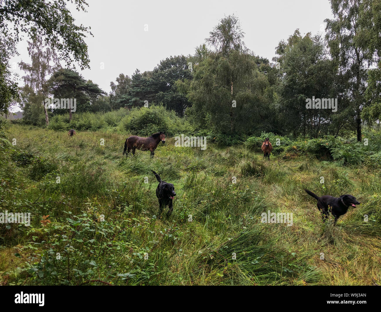 A rainy day on the heath ponies looking miserable. Labradors dogs