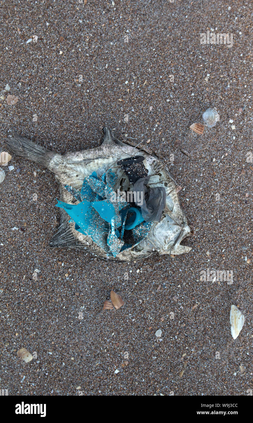 Dead dry fish on a seashell beach in Black sea. Sea pollution toxic