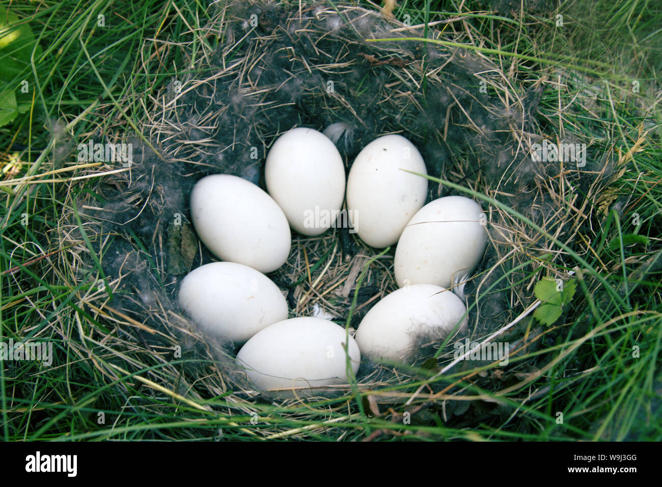 Bird's nest guide. The Widgeon (Anas penelope) duck's nest with eight eggs Stock Photo