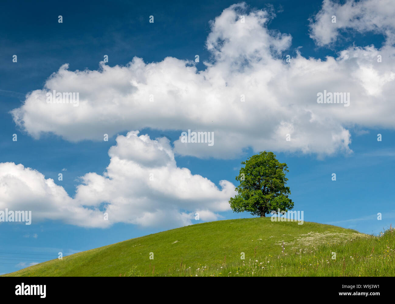 lone Tilia Tree on Hill with clouds and blue sky in Eggiswil, Emmental Stock Photo