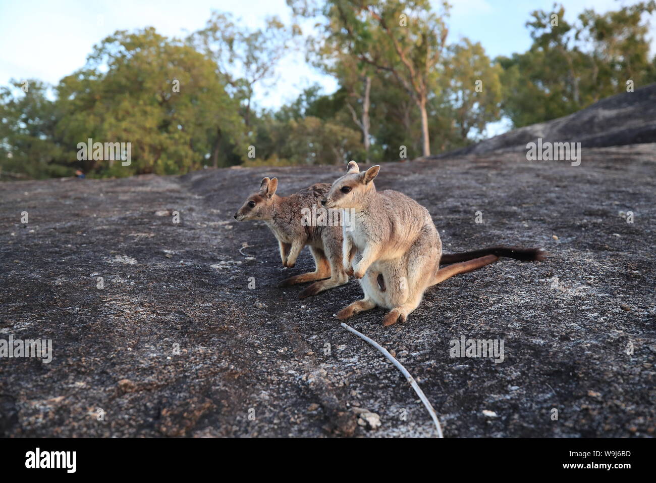 Mareeba rock wallabies at Granite Gorge,queensland australia Stock ...