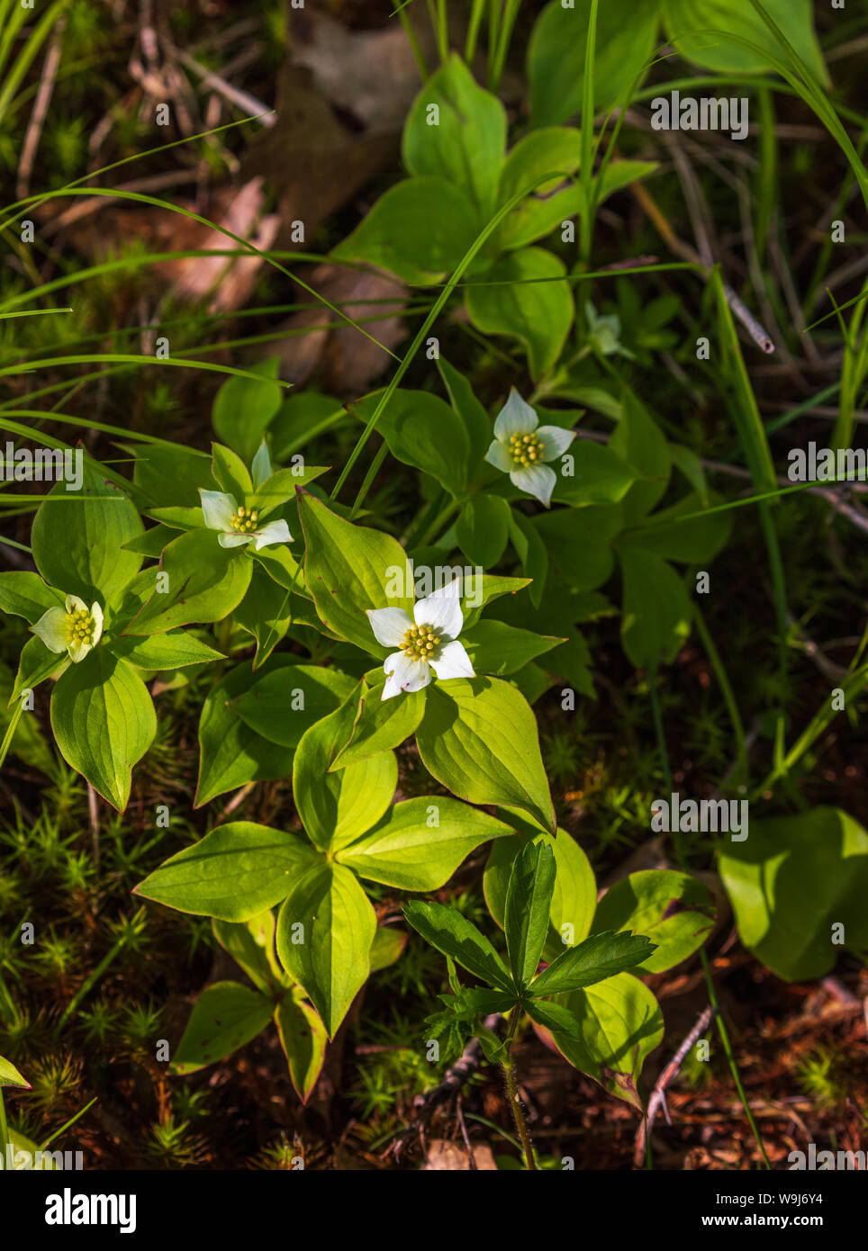 Bunchberry flowering in northern Wisconsin. Stock Photo