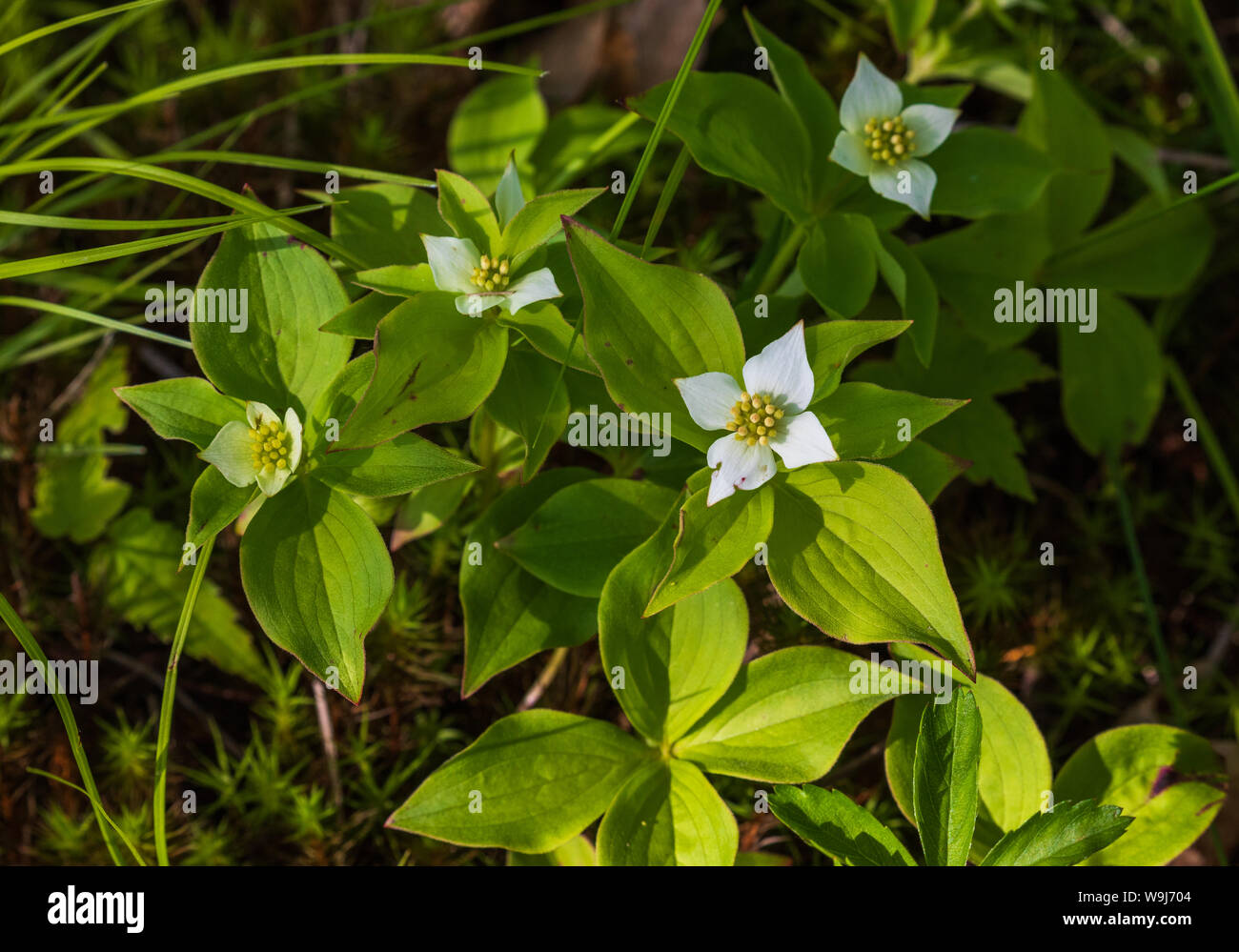 Bunchberry flowering in northern Wisconsin. Stock Photo