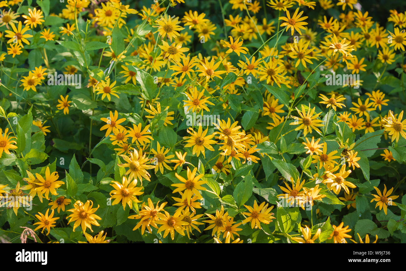 Giant sunflower growing in northern Wisconsin Stock Photo Alamy