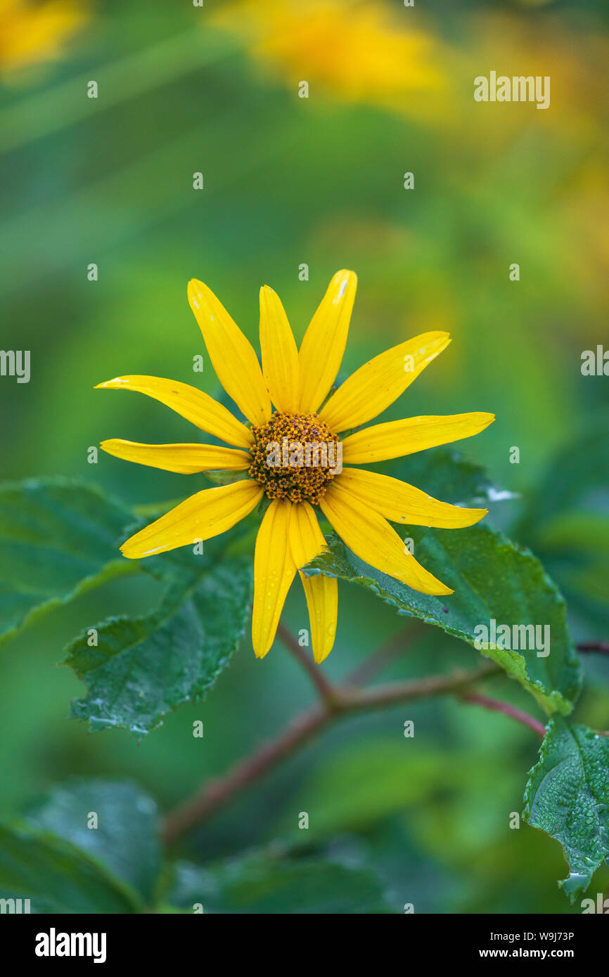 Giant sunflower growing in northern Wisconsin Stock Photo Alamy