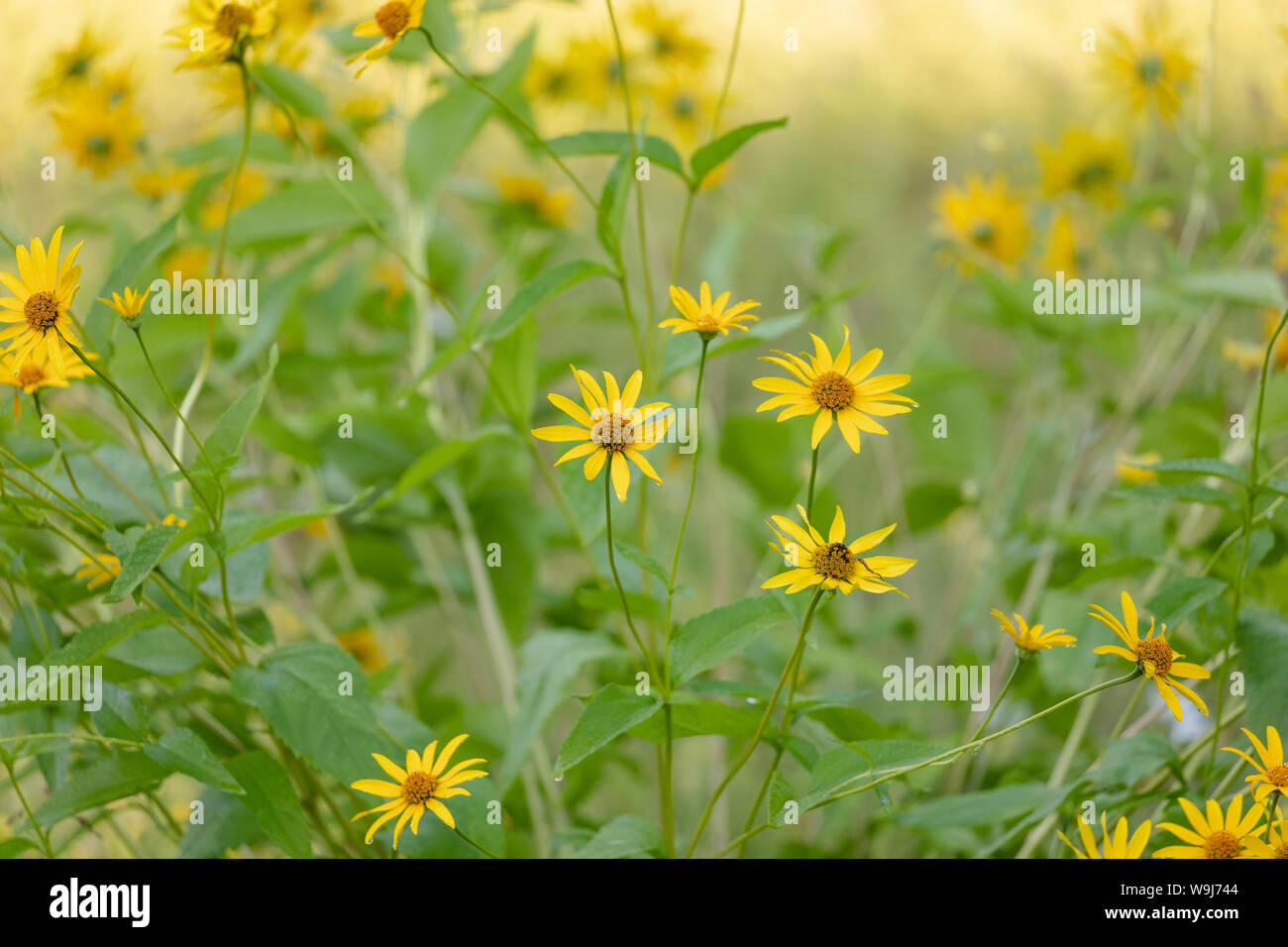 Giant sunflower growing in northern Wisconsin Stock Photo Alamy