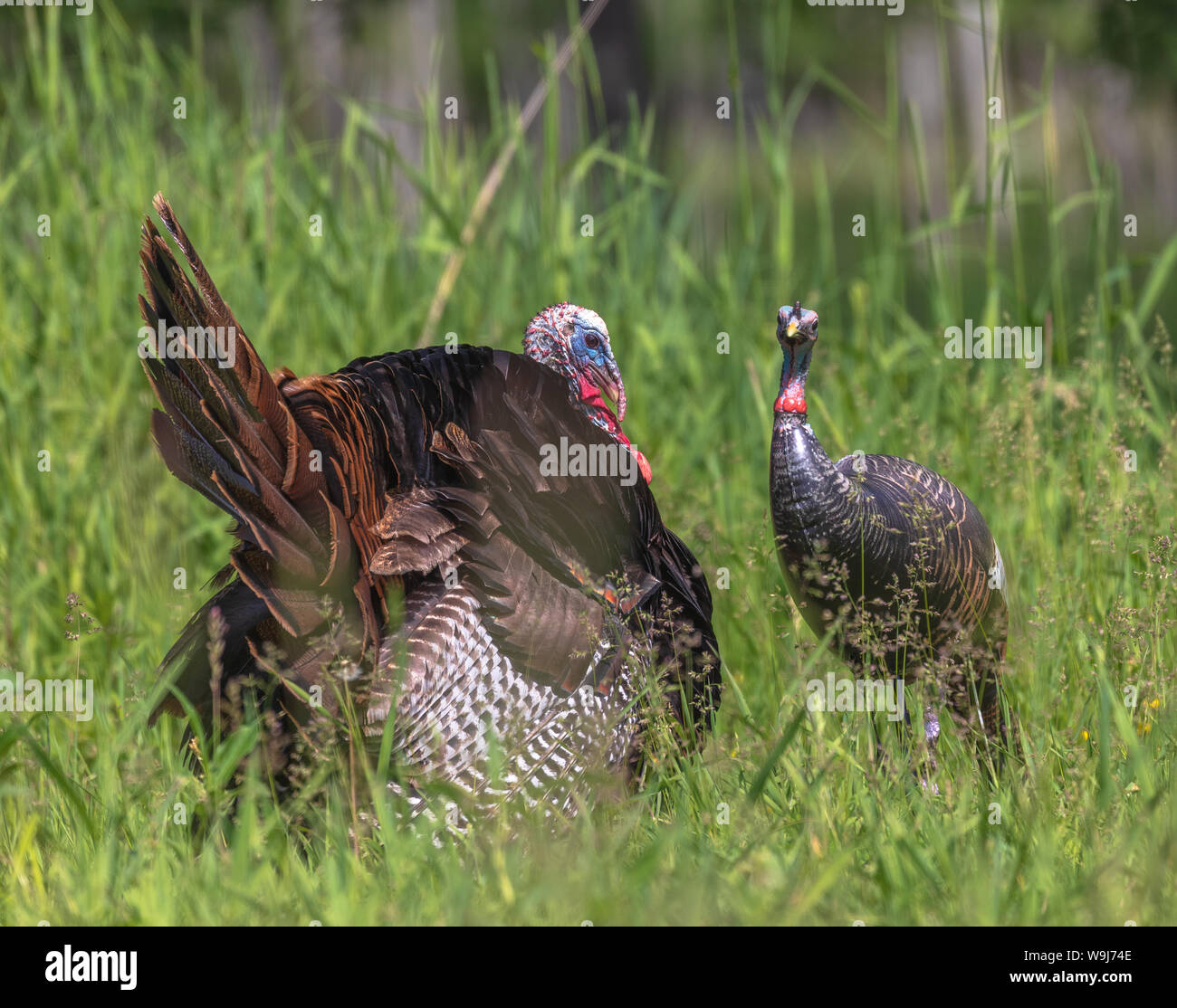 Male turkey displaying for a hen hires stock photography and images