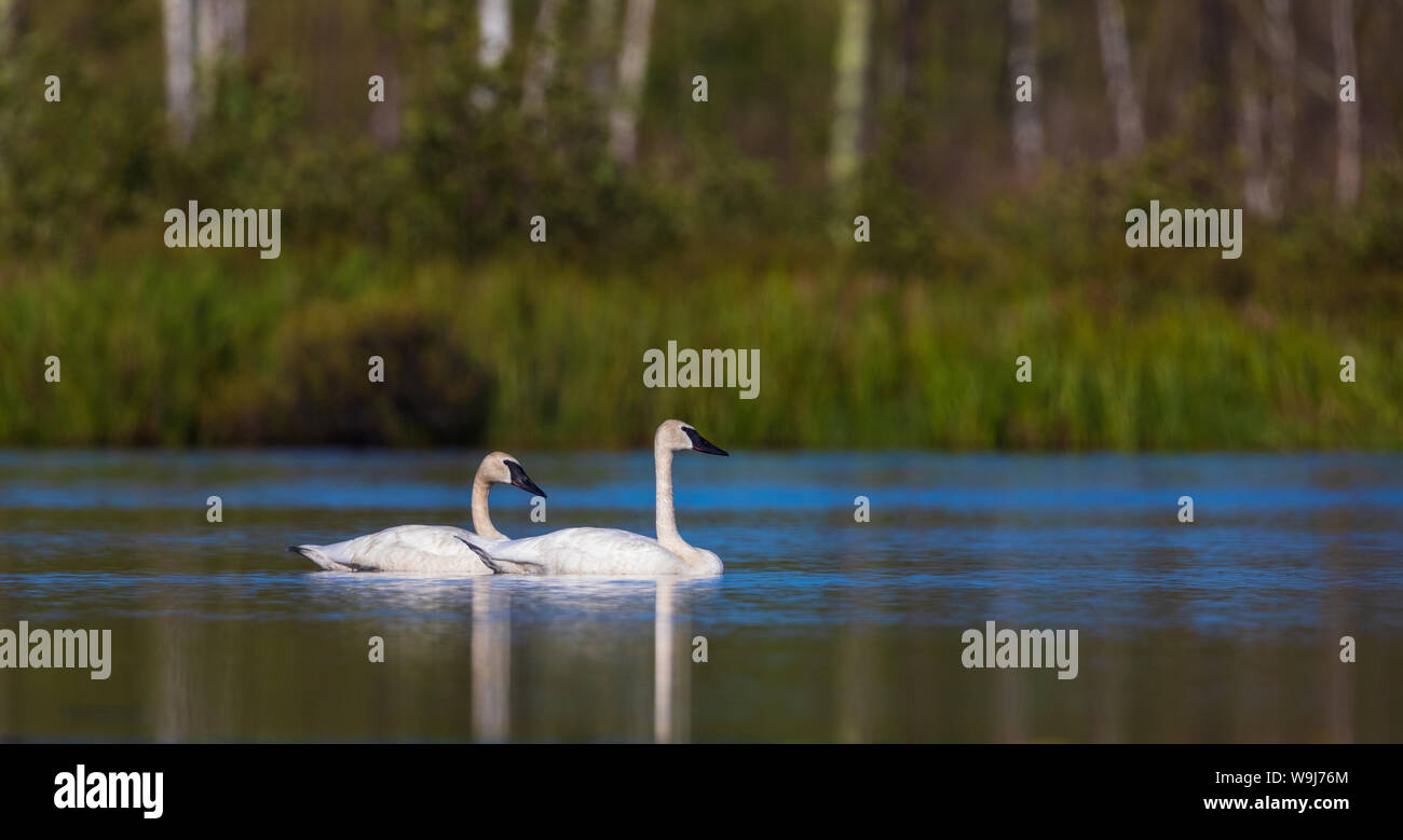 Trumpter swan on a northern Wisconsin wilderness lake Stock Photo
