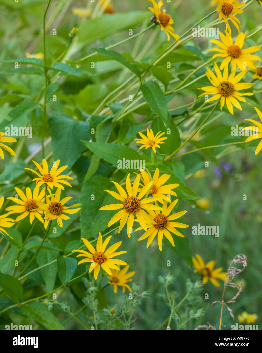 Giant sunflower growing in northern Wisconsin Stock Photo Alamy