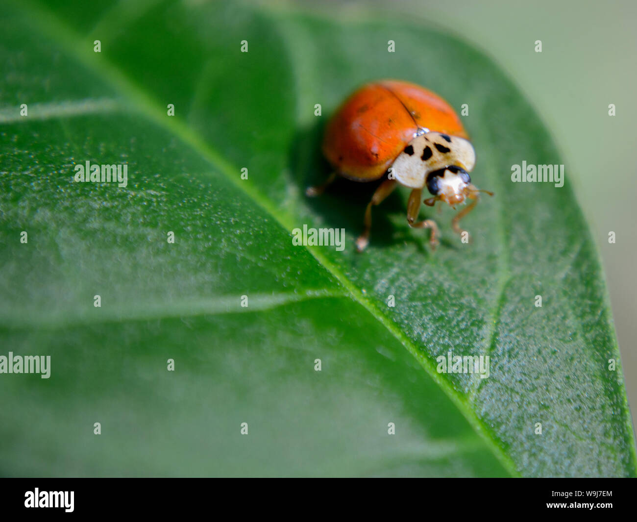 Close up of Asian ladybird beetle on leaf, Harmonia axyridis Stock Photo