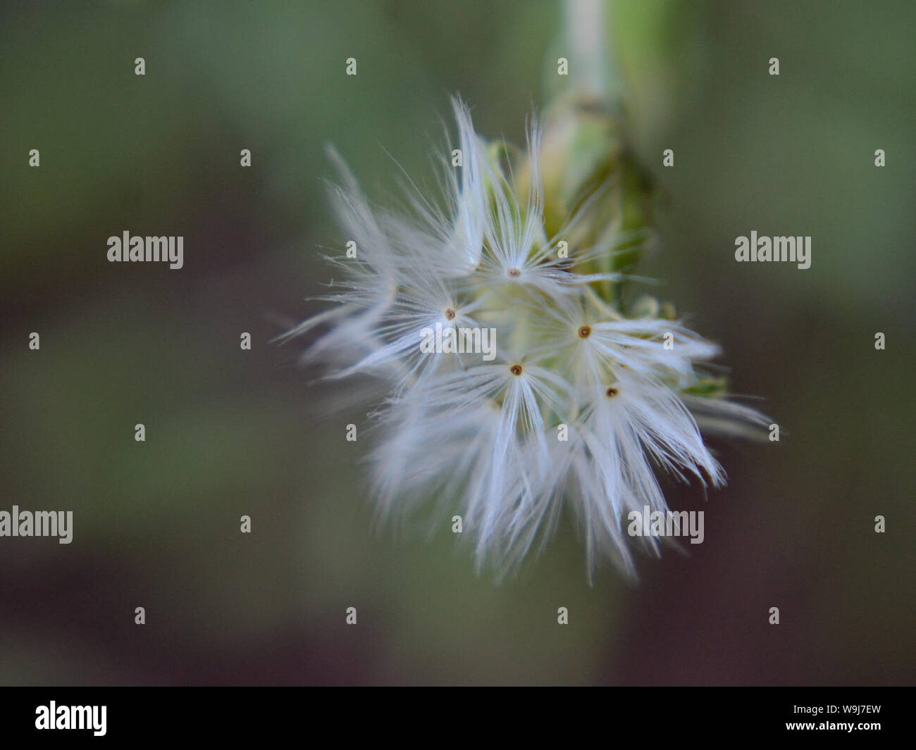 Mature lettuce inflorescence in fruit Stock Photo Alamy