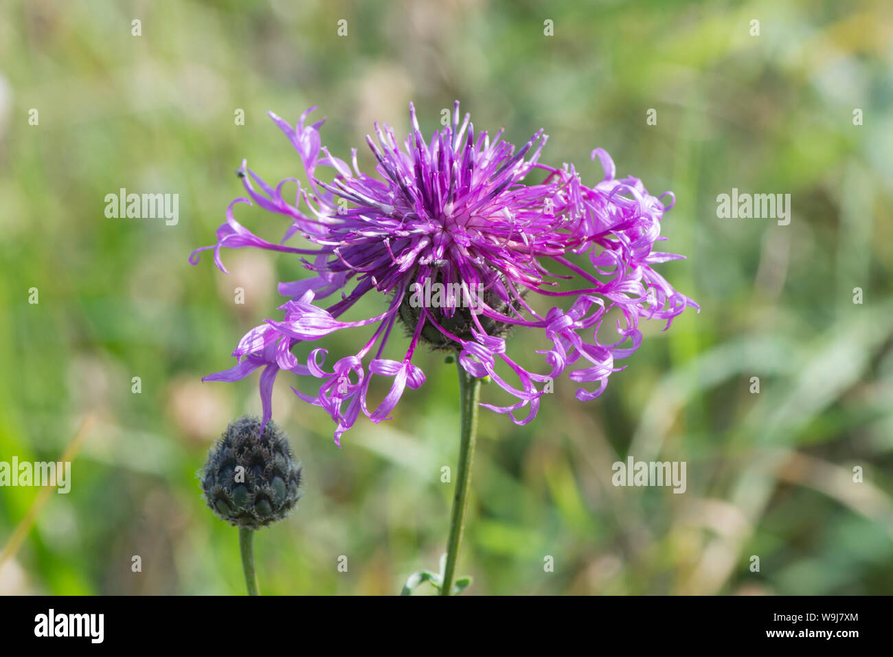 Greater Knapweed, Centaurea scabiosa, Sussex, August Stock Photo