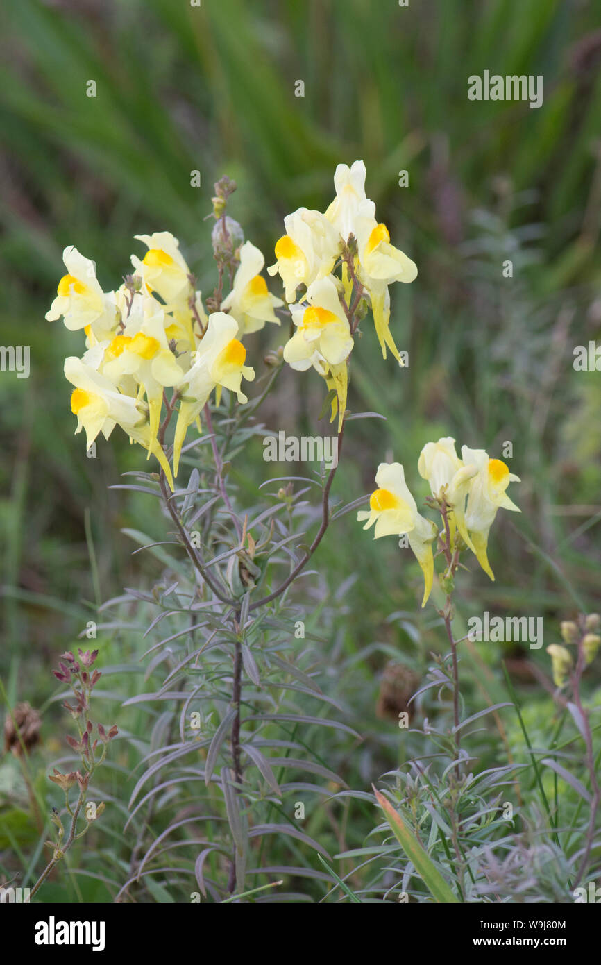 the yellow flowers of Common Toadflax, Yellow Toadflax, Linaria vulgaris, growing on edge of a field on the South Downs, Sussex, UK, August. Stock Photo