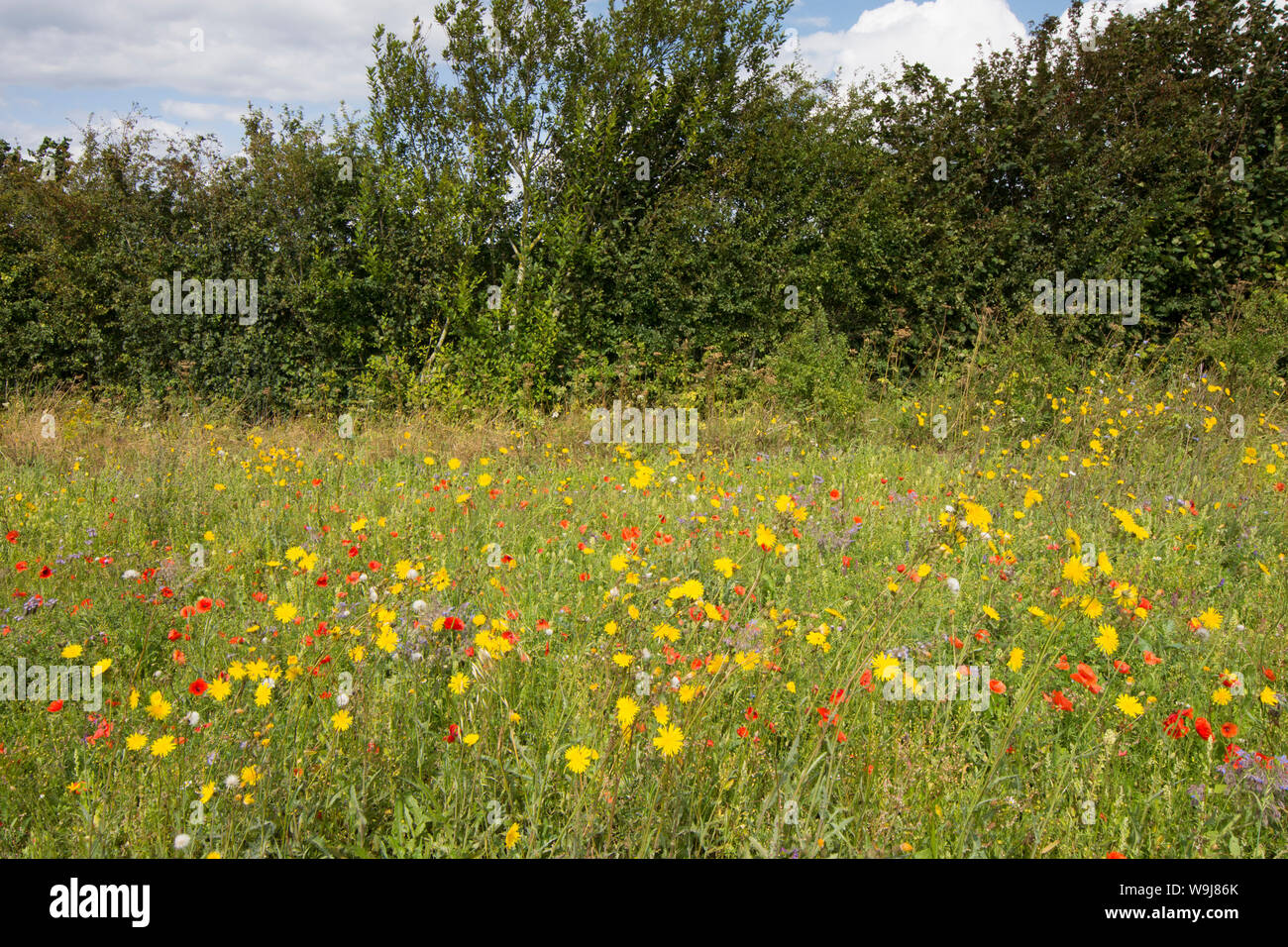 Wild flowers left at field margin to encourage wildlife and insects, on the South Downs, flowers are Sow-thistle, Poppies,  Borage, Blue tansy, UK Stock Photo