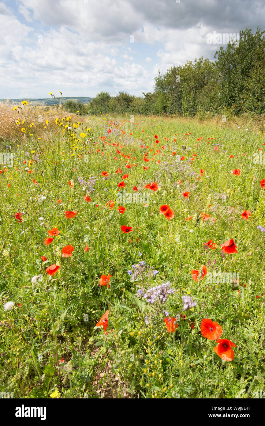 Wild flowers left at field margin to encourage wildlife and insects, on