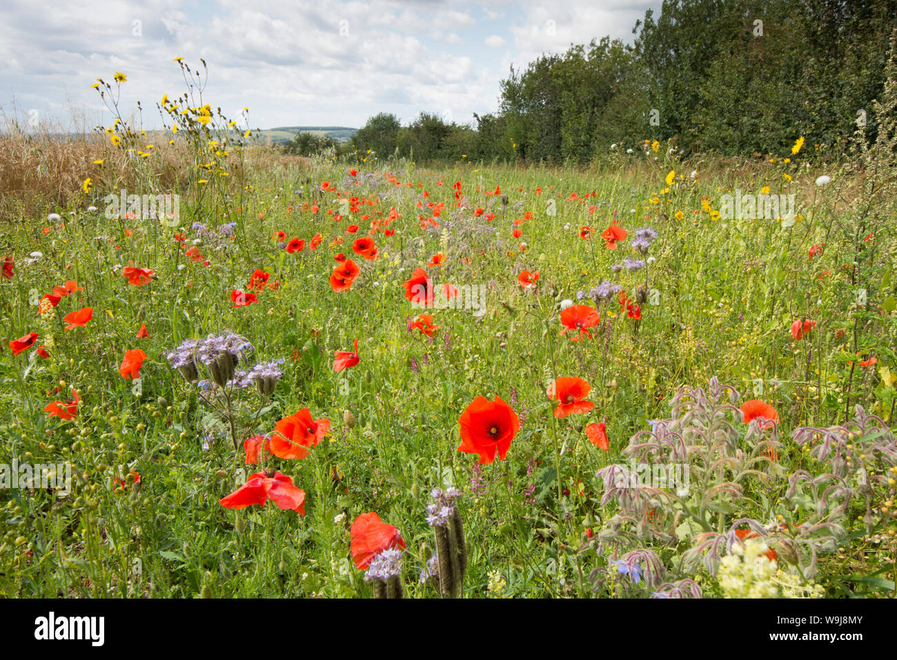 Wild flowers left at field margin to encourage wildlife and insects, on the South Downs, flowers are Sow-thistle, Poppies,  Borage, Blue tansy, UK Stock Photo