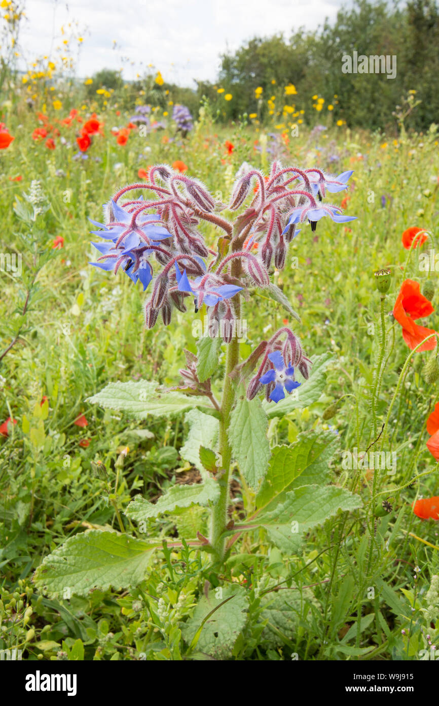 Common borage borago officinalis hires stock photography and images