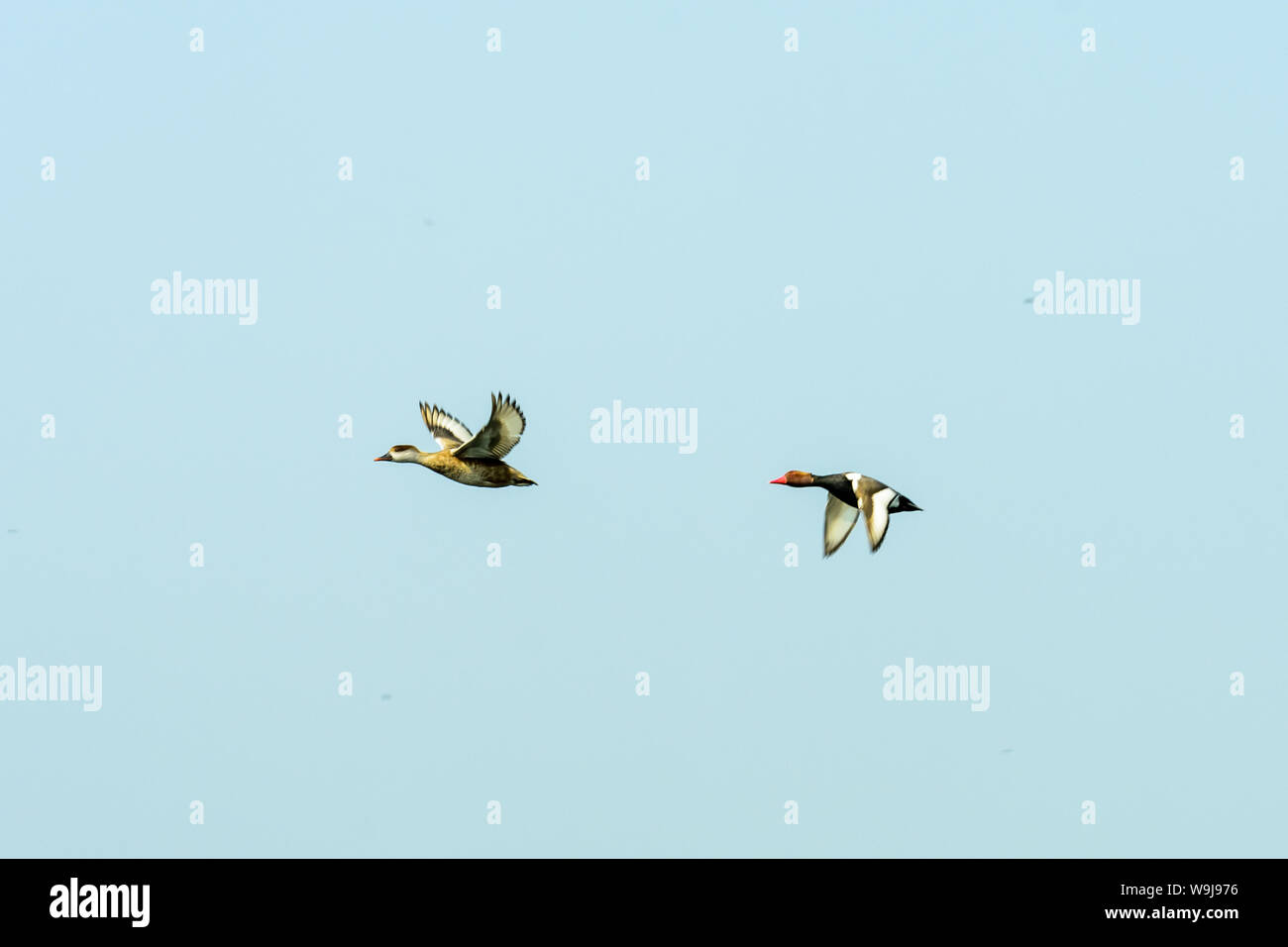 Two birds flying in front of blue sky hi-res stock photography and