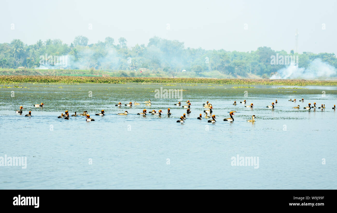 Birds dying of water pollution. Red crested pochard migratory birds fly around Yamuna River on morning of heavy air pollution spreading in air in city Stock Photo