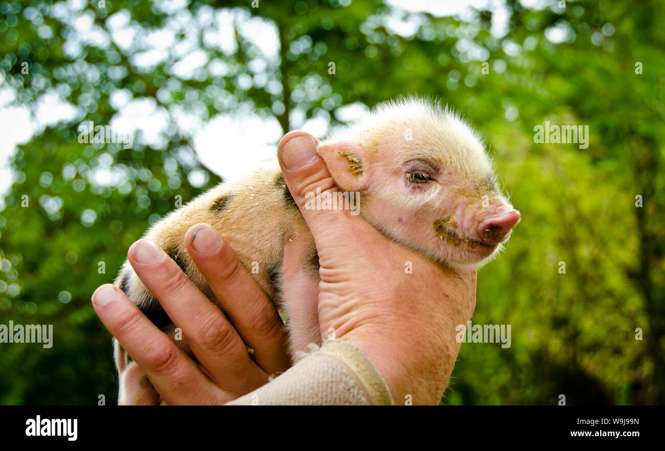 This is a mini pig! A piglet just days old born into rescue. Most piglets  are sold too young with lies about diet, sizing, behaviors, you name  it.....just to make a buck., image size:1300x882