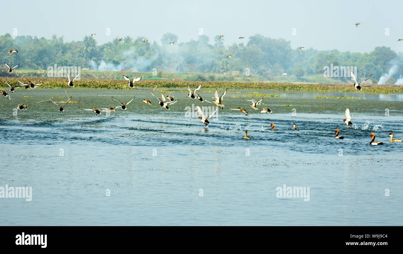Flock of migrating geese Red crested pochard together as a group spotted in a polluted shoreline in Keoladeo National Park, known as Bharatpur Bird Sa Stock Photo