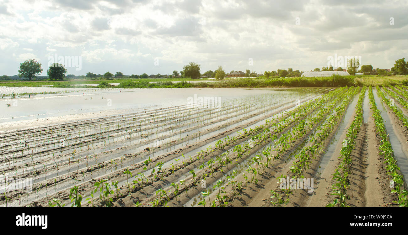 Agricultural land affected by flooding. Flooded field. The consequences