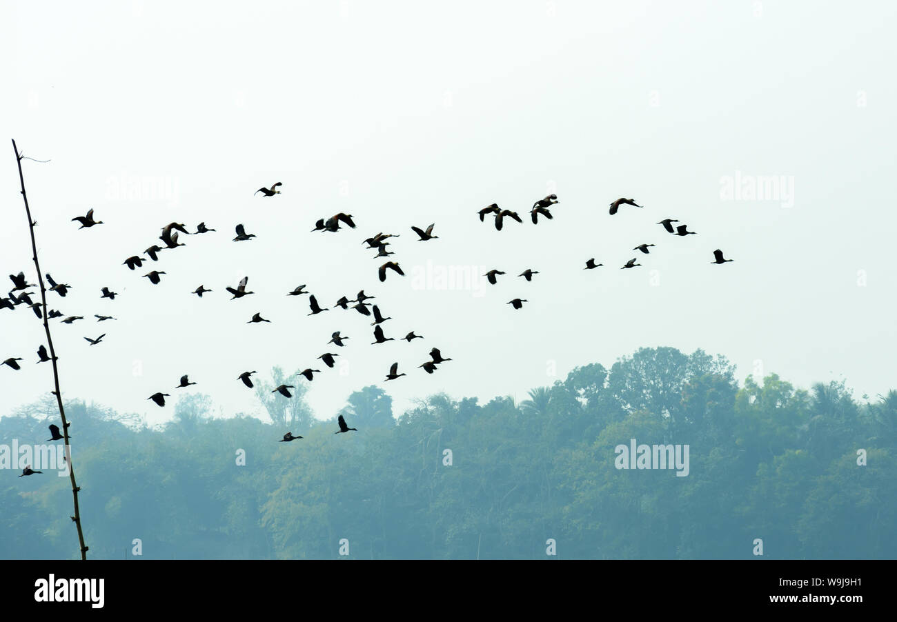 Flock of migrating birds flying together as a group in against blue sky over lake in an imperfect V formation. Namdapha National Park, Arunachal Prade Stock Photo