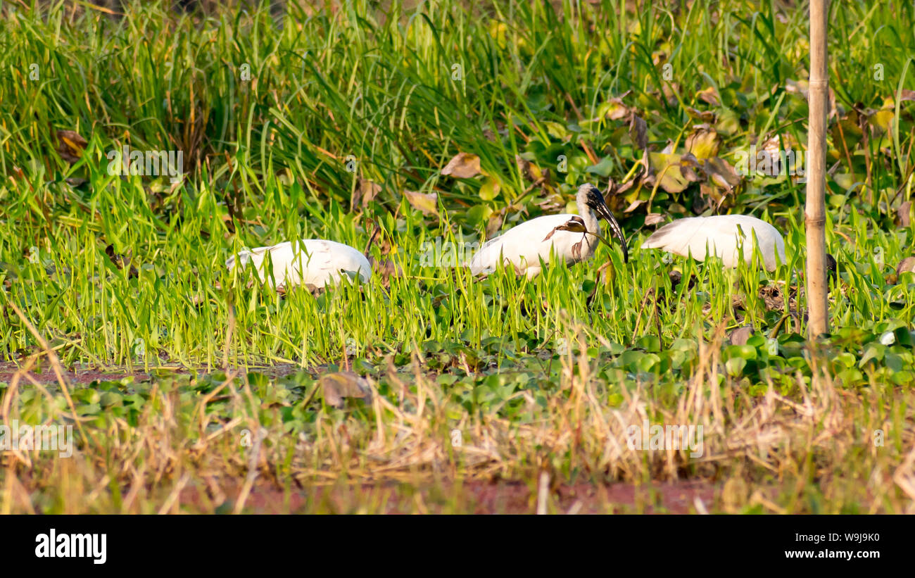 Little Egret (Egretta garzetta) A Small snow white heron with slender dark bill, blackish legs, long wispy head. A species of heron family Ardeidae co Stock Photo