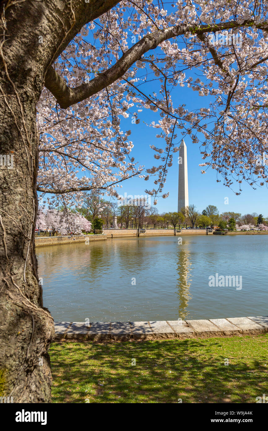 The Washington Monument and cherry blossom trees, Washington D.C