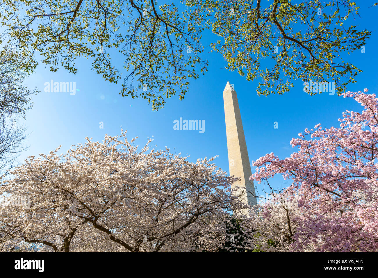 The Washington Monument and cherry blossom trees, Washington D.C., United States of America